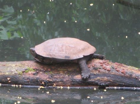 烏龜花紋|Mauremys reevesii (Gray, 1831) 